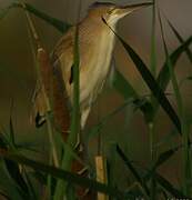 Yellow Bittern