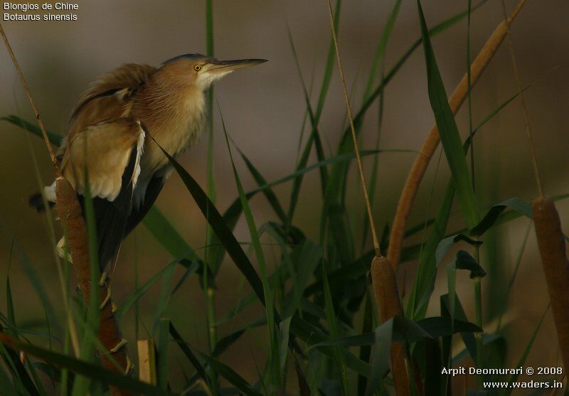 Yellow Bittern