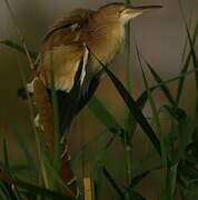 Yellow Bittern