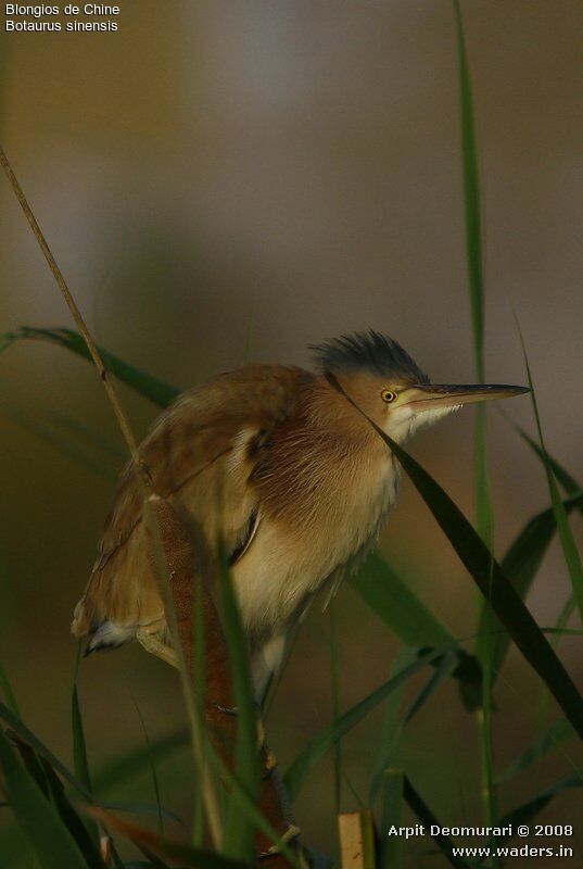 Yellow Bittern