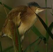 Yellow Bittern