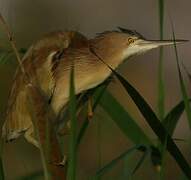 Yellow Bittern