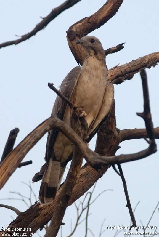 Crested Honey Buzzard male adult, identification