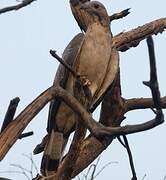 Crested Honey Buzzard