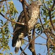 Crested Honey Buzzard