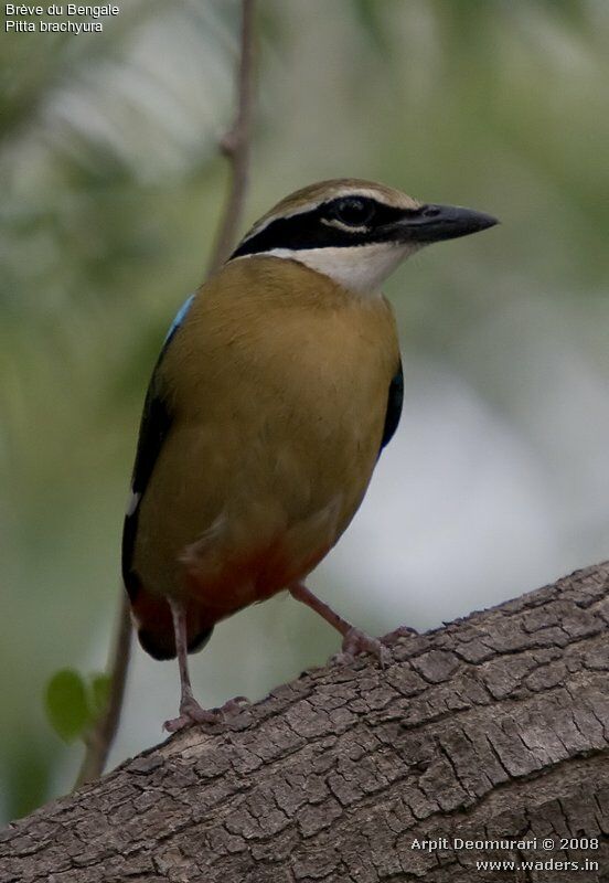 Indian Pitta