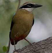 Indian Pitta