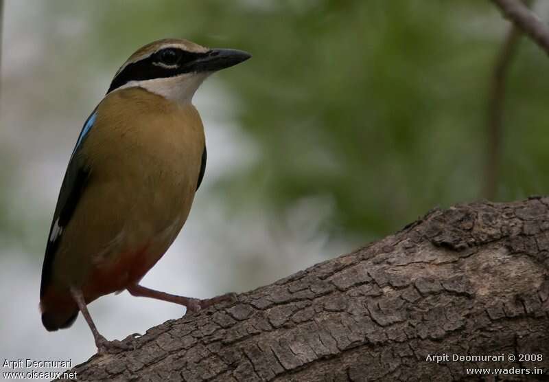 Indian Pittaadult