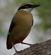 Indian Pitta