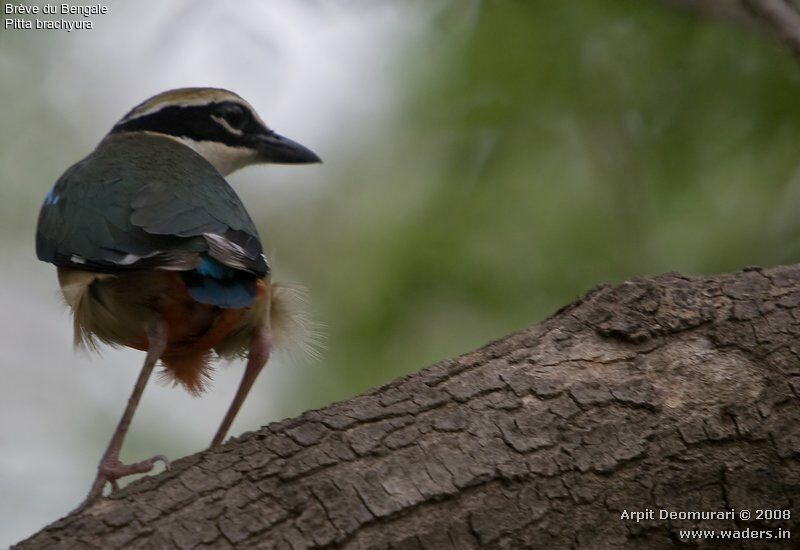 Indian Pitta