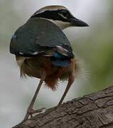 Indian Pitta