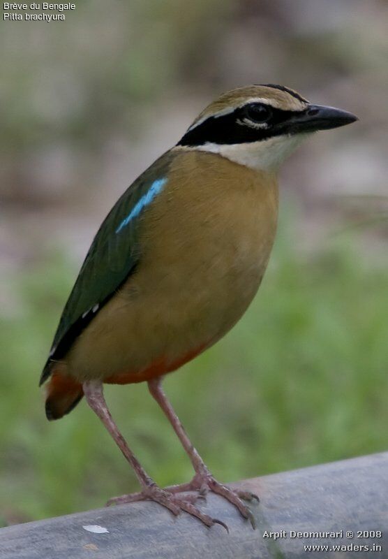 Indian Pitta