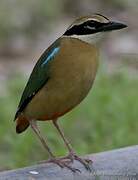 Indian Pitta