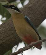 Indian Pitta