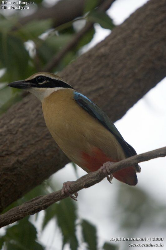 Indian Pitta