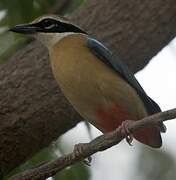 Indian Pitta