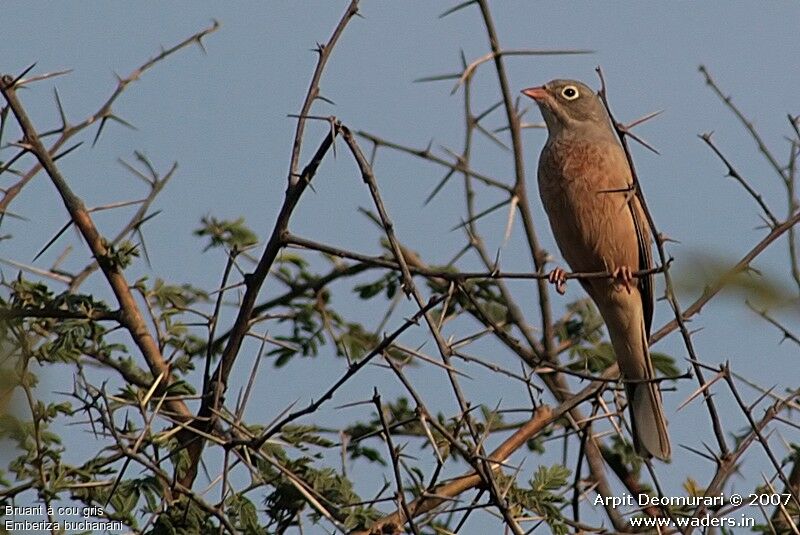 Grey-necked Bunting