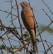 Grey-necked Bunting