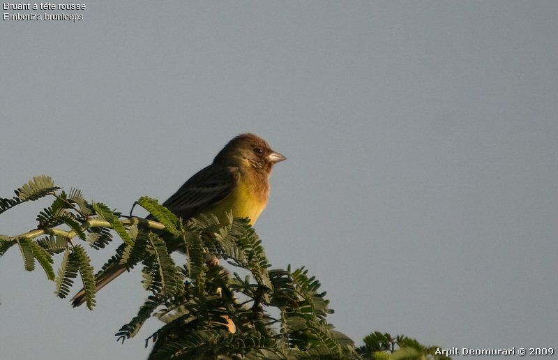 Bruant à tête rousse