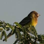 Red-headed Bunting