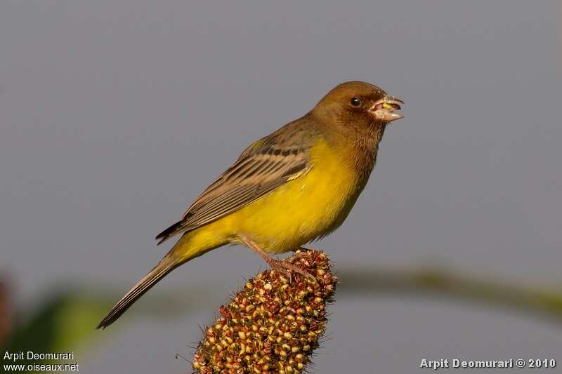 Red-headed Bunting male adult post breeding, pigmentation, feeding habits, eats