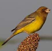 Red-headed Bunting