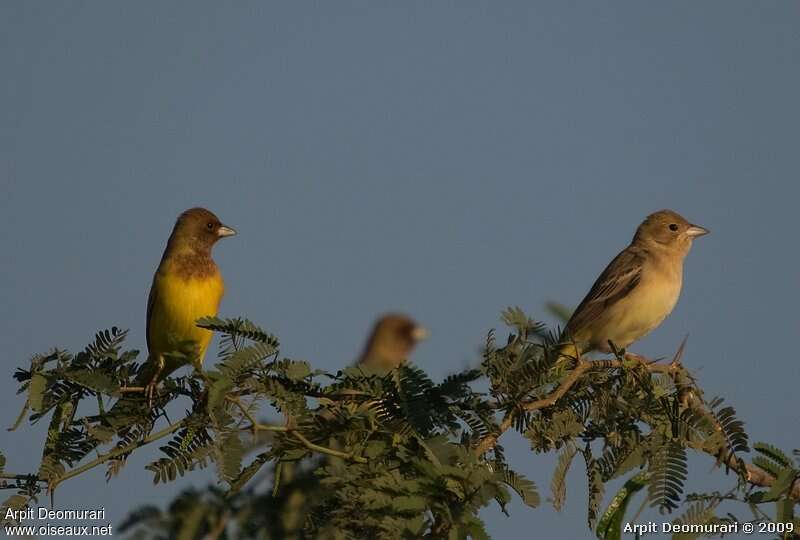 Red-headed Bunting female adult post breeding, identification