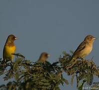 Red-headed Bunting