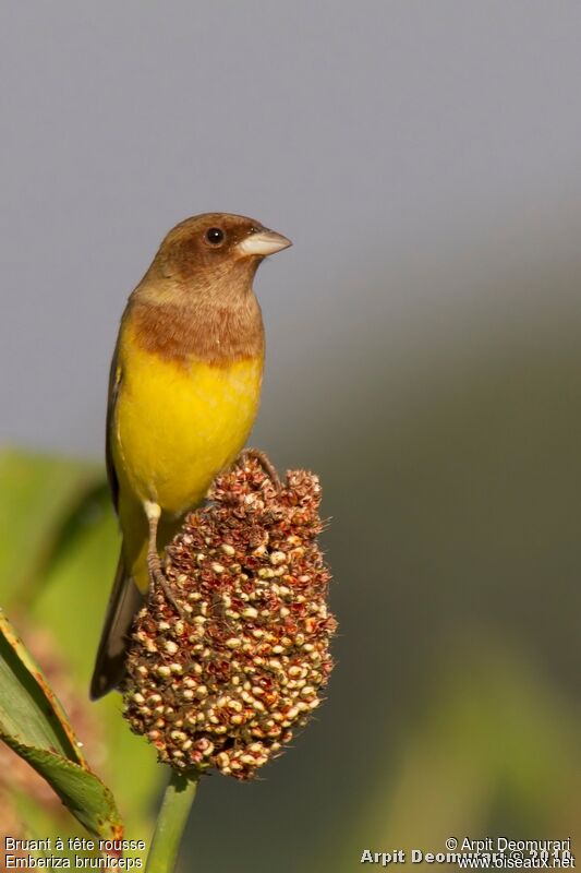 Red-headed Bunting