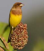 Red-headed Bunting