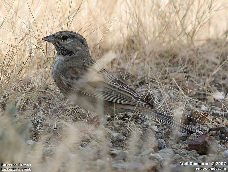 White-capped Buntingadult post breeding