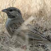 White-capped Bunting