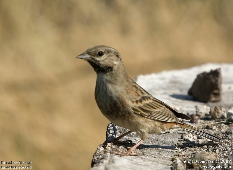 White-capped Bunting