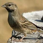 White-capped Bunting