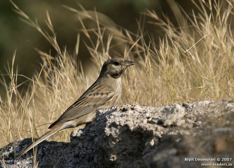 White-capped Bunting