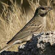 White-capped Bunting