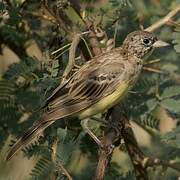 Black-headed Bunting