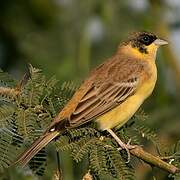 Black-headed Bunting