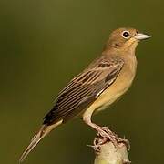 Black-headed Bunting