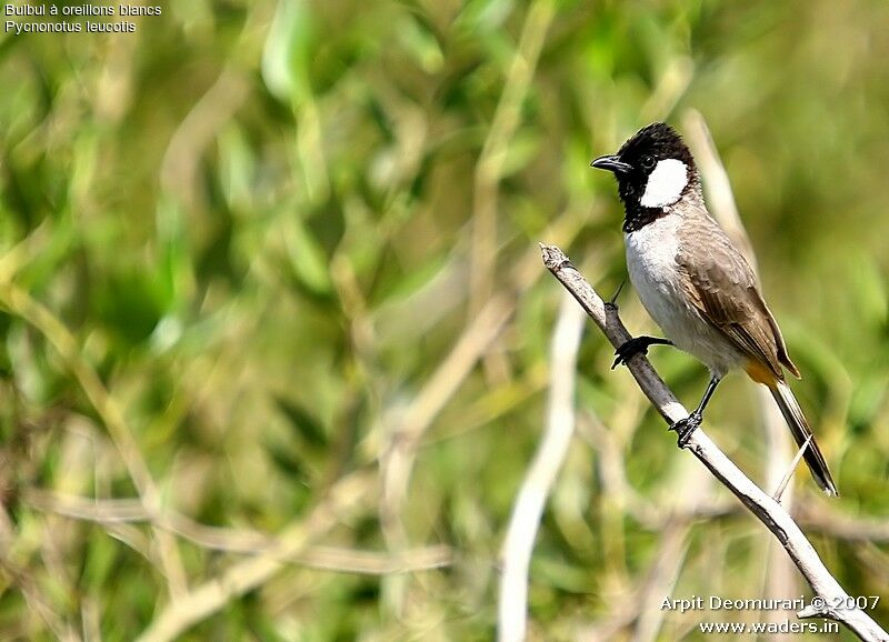 White-eared Bulbul