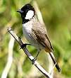 Bulbul à oreillons blancs