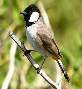 White-eared Bulbul