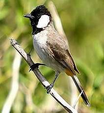 Bulbul à oreillons blancs