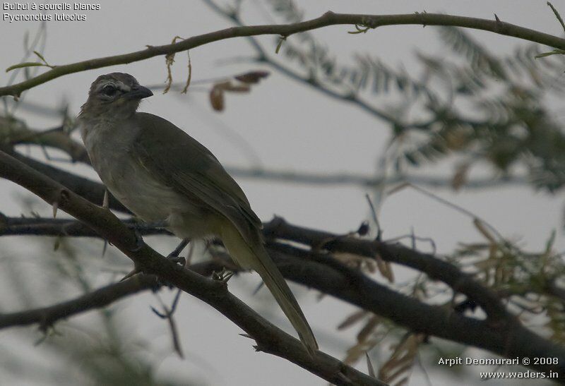 White-browed Bulbul