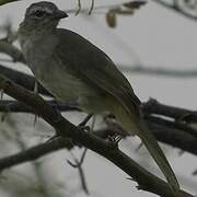 Bulbul à sourcils blancs