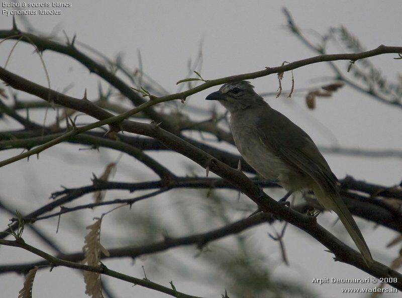 White-browed Bulbul