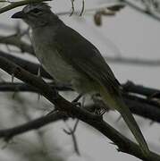 White-browed Bulbul