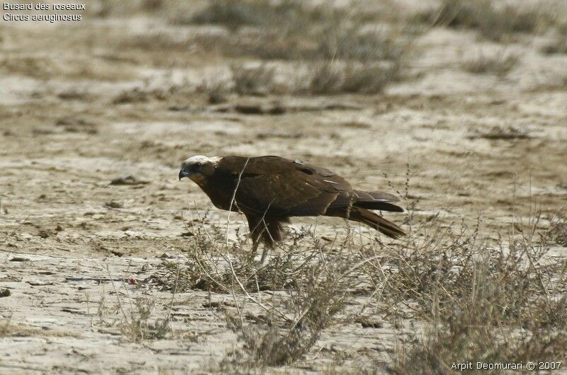 Western Marsh Harrier