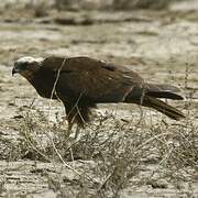 Western Marsh Harrier