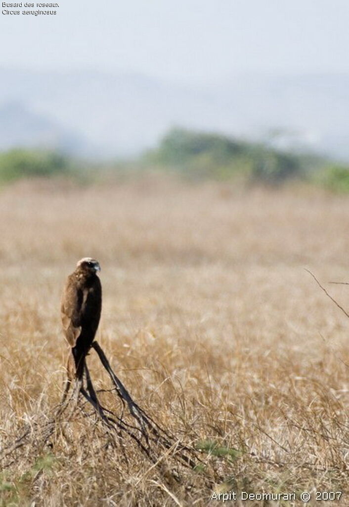 Western Marsh Harrier